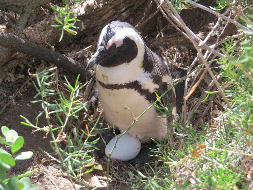 Penguins View Guesthouse Simonʼs Town Kültér fotó